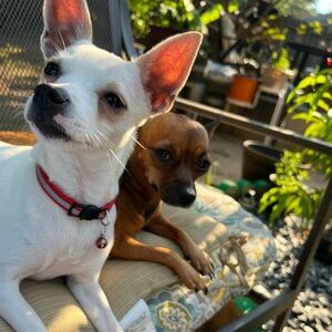 Meet your Posher, Lindsey